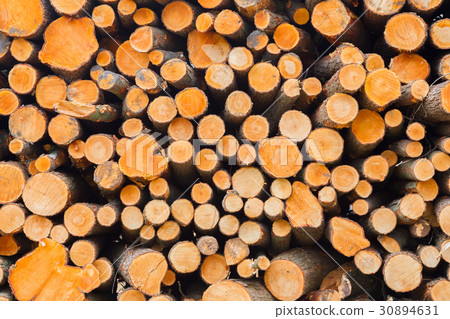 Stacked timber in a dutch forrest Stacked timber in a dutch forrest 30894631