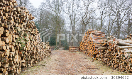 Stacked timber in a dutch forrest Stacked timber in a dutch forrest 30894632