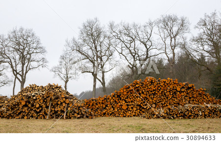 Stacked timber in a dutch forrest Stacked timber in a dutch forrest 30894633