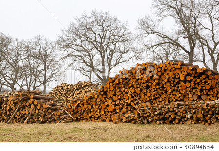 Stacked timber in a dutch forrest 30894634