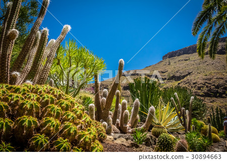 Cactus park in Gran Canaria Cactus park in Gran Canaria 30894663