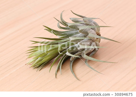 Air plants Corby Air plants Corby 30894675
