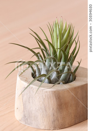 Air plants Corby Air plants Corby 30894680