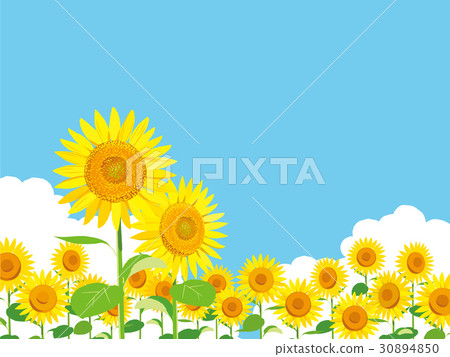 Sunflower landscape illustration - Stock Illustration [30894850] - PIXTA