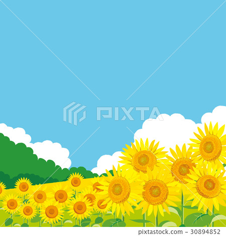 Sunflower landscape illustration - Stock Illustration [30894852] - PIXTA