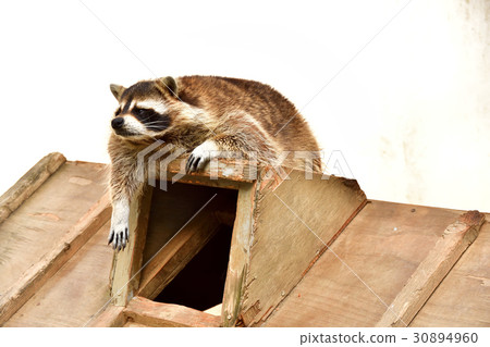 老虎公園浣熊 30894960