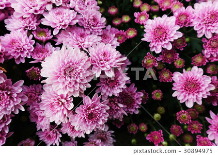 colorful chrysanthemum Blooming in the garden. colorful chrysanthemum Blooming in the garden. 30894975