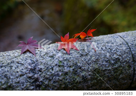 Maple Maple 30895183