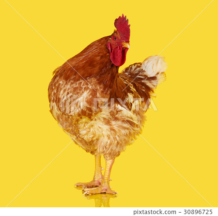 Brown rooster on clear background, live chicken 30896725