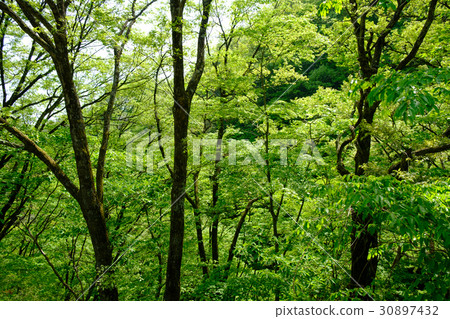 Fresh green 30897432