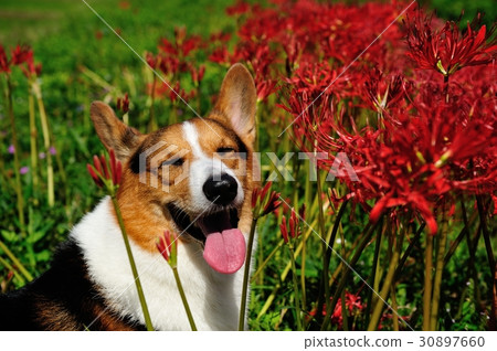 Higantarves和狗 30897660