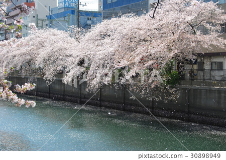  櫻花大岡河 30898949