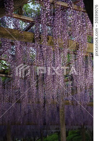 Wisteria trellis in Tenno river park Wisteria trellis in Tenno river park 30899076