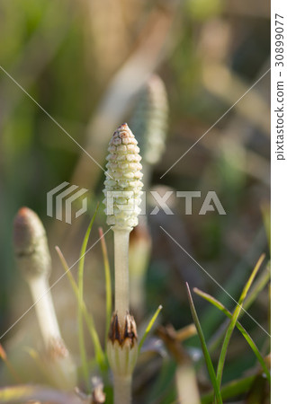 Tsukushi Tsukushi 30899077