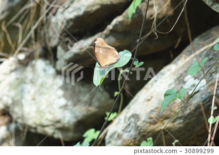 Purple butterfly 30899299