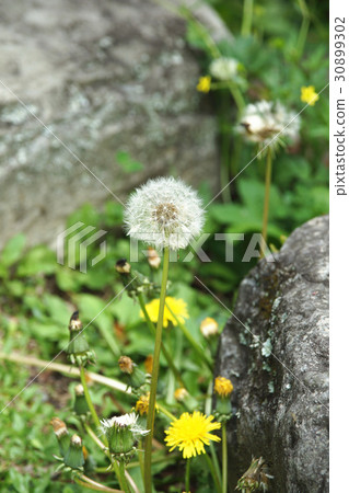 蒲公英 30899302