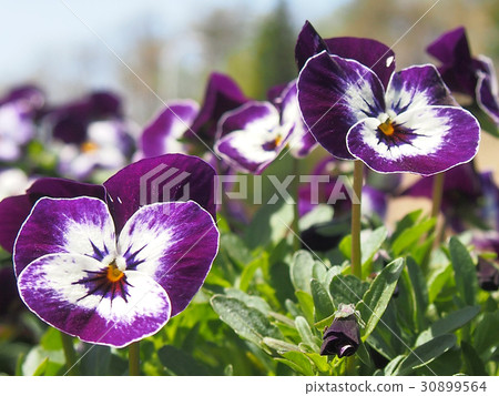 Viola 30899564