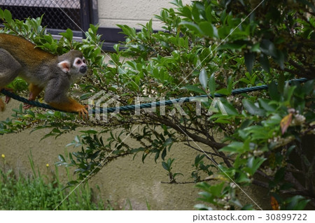 松鼠猴 松鼠猴 30899722