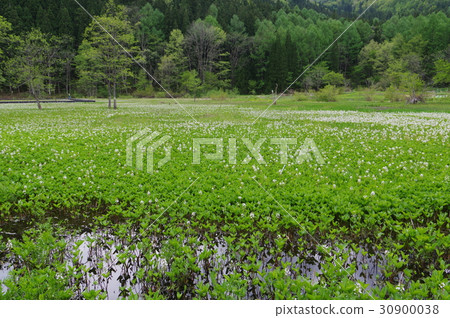 信州白馬村Himekawa Genji自然發現公園沿國道高速公路觀察濕地植物寶庫 信州白馬村Himekawa Genji自然發現公園沿國道高速公路觀察濕地植物寶庫 30900038