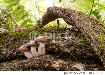Wild edible mushrooms Bunashimeji 30900118