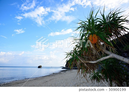 奄美清新的早晨視圖01 30900199