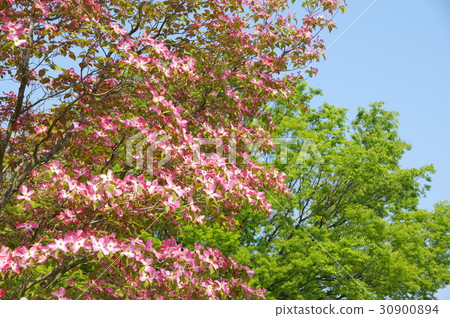Dogwood 30900894