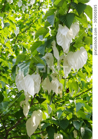 Handkerchief 30900895