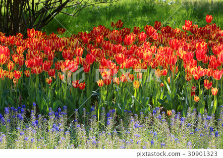Tulip field 30901323