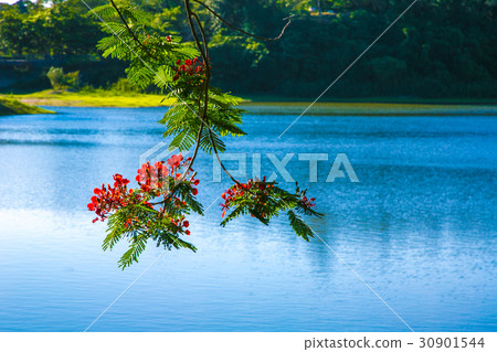 台灣台南新化虎頭埤風景區鳳凰花Asia Taiwan Tainan Reservoir 台灣台南新化虎頭埤風景區鳳凰花Asia Taiwan Tainan Reservoir 30901544