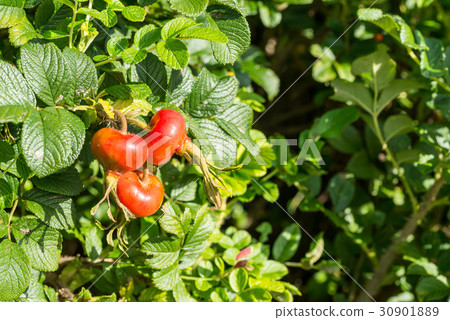 Hamanasu's fruit 30901889