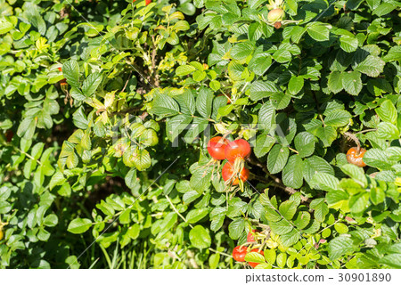 Hamanasu's fruit Hamanasu's fruit 30901890