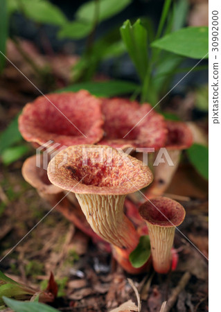 毒蘑菇Ustake 30902000