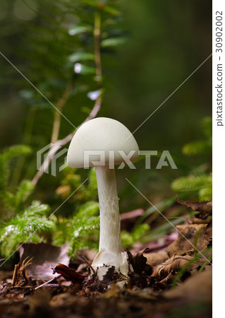 Poison mushrooms Dokutsurutake Poison mushrooms Dokutsurutake 30902002