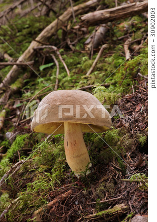 Poison mushrooms Dokuyamadori 30902003