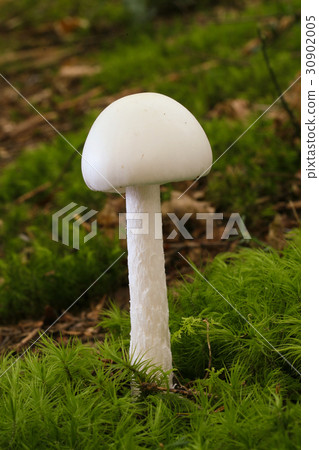 Poison mushrooms Dokutsurutake 30902005