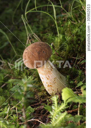 Poison mushrooms Dokuyamadori 30902013