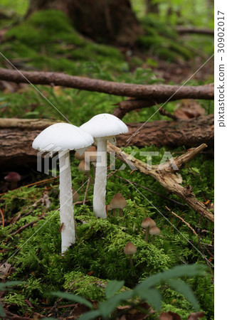 Poison mushrooms Dokutsurutake 30902017