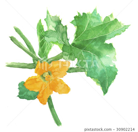 西葫蘆花 30902214