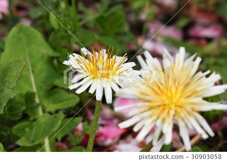 Wild flower 'Shiro dandelion' Milky Way River Park: Osaka prefecture Hirakata-shi Wild flower 'Shiro dandelion' Milky Way River Park: Osaka prefecture Hirakata-shi 30903058