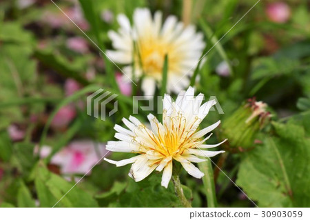 Wild flower 'Shiro dandelion' Milky Way River Park: Osaka prefecture Hirakata-shi Wild flower 'Shiro dandelion' Milky Way River Park: Osaka prefecture Hirakata-shi 30903059