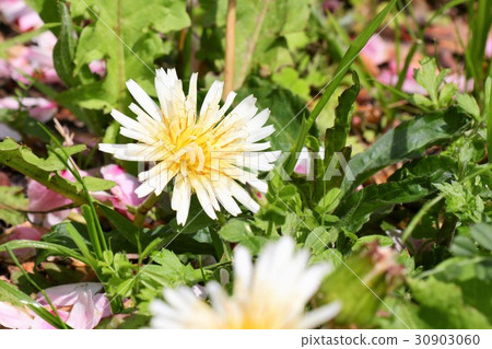 Wild flower 'Shiro dandelion' Milky Way River Park: Osaka prefecture Hirakata-shi Wild flower 'Shiro dandelion' Milky Way River Park: Osaka prefecture Hirakata-shi 30903060