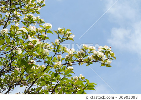 Tree Flow "Hanamizuki" Milky Way River Park: Osaka Prefecture Hirakata-shi 30903098