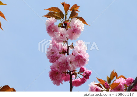 Tree Flower "Yaezakura" Milky Way River Park: Osaka Prefecture Hirakata-shi 30903117