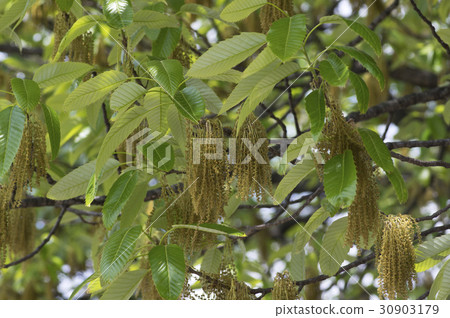 Up of Quercus flower (male) Up of Quercus flower (male) 30903179