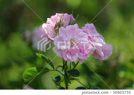 Damask rose 30903750