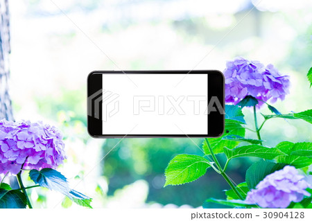 Hydrangea hydrangea hydrangea rainy season smartphone, screen, smartphone, mobile phone Hydrangea hydrangea hydrangea rainy season smartphone, screen, smartphone, mobile phone 30904128