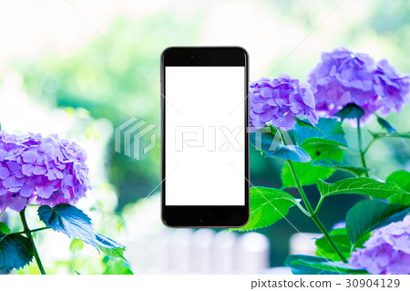 Hydrangea hydrangea hydrangea rainy season smartphone, screen, smartphone, mobile phone Hydrangea hydrangea hydrangea rainy season smartphone, screen, smartphone, mobile phone 30904129