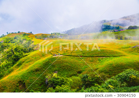Taiwan Hualien Fuli Sixty Stone Mountain Golden Needle Flower Asia Taiwan Hualien Mountains Taiwan Hualien Fuli Sixty Stone Mountain Golden Needle Flower Asia Taiwan Hualien Mountains 30904150