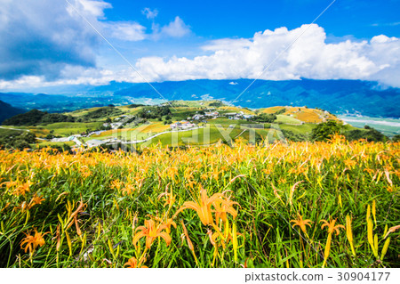 台灣花蓮富里六十石山金針花海Asia Taiwan Hualien Mountains 30904177