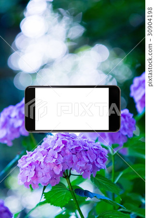 Hydrangea hydrangea hydrangea rainy season smartphone, screen, smartphone, mobile phone 30904198